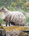 Calls to rescue Britain's 'loneliest sheep', stuck on cliff for two years15