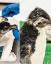 Two baby gentoo penguins hatched at Bird Paradise