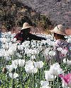 Myanmar opium harvest falls for first time since coup