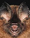 'Eyelash viper', leaf-nosed bat among new species found in Mekong