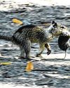 Bloodthirsty California squirrels go nuts for vole meat, new study shows