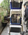 NParks removes cats found allegedly neglected in Bedok flat