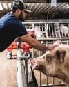 US biotech firm breeds pigs for human kidney transplants