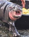 Zoo pygmy hippo adored by internet