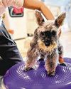 Dog fitness, rare turtles and more at Pets & Plants Extravaganza 2025