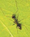 What Longhorn crazy ants can teach us about groupthink