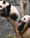 Hong Kong bets on baby pandas to draw tourists back