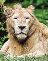 African white lion at Night Safari euthanised on medical grounds