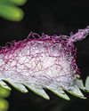 How a mystery spider's 'candyfloss' egg sac spun a worldwide web of links How a mystery spider's 'candyfloss' egg sac spun a worldwide web of links