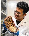 Scientists Worry About 'Darth Vader' Isopod Sold as Seafood in Vietnam Scientists Worry About 'Darth Vader' Isopod Sold as Seafood in Vietnam