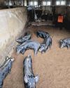 Behind the Island's Black Pork Craze Is a Native Breed at Risk of Extinction Behind the Island's Black Pork Craze Is a Native Breed at Risk of Extinction