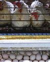 US importing eggs from Turkey, South Korea to help ease prices US importing eggs from Turkey, South Korea to help ease prices