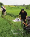 Singapore project to cultivate rice sustainably wins WEF award Singapore project to cultivate rice sustainably wins WEF award