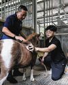 The Healing Touch of Animal Therapy The Healing Touch of Animal Therapy