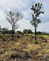 S'pore Looking to Buy Its First Set of Nature-Based Carbon Offsets S'pore Looking to Buy Its First Set of Nature-Based Carbon Offsets25