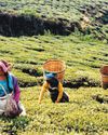 Famed Darjeeling tea falls on hard times as yields plummet Famed Darjeeling tea falls on hard times as yields plummet45