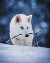 Return of the dire wolf is an impressive feat of genetic engineering Return of the dire wolf is an impressive feat of genetic engineering48