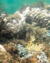 Most S'pore corals hit by bleaching event have recovered