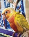 Henry Thia Offers Reward for Return of Lost Sun Parakeet Henry Thia Offers Reward for Return of Lost Sun Parakeet