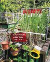 Theft at allotment garden plots leaves avid gardeners frustrated Theft at allotment garden plots leaves avid gardeners frustrated
