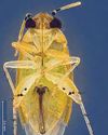 New species of bug discovered, named after Singapore New species of bug discovered, named after Singapore