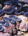 Trump Is Stripping Protections From Marine Protected Areas Trump Is Stripping Protections From Marine Protected Areas