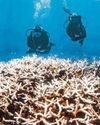 Over 80% of world's coral reefs hit by longest bleaching occurrence Over 80% of world's coral reefs hit by longest bleaching occurrence