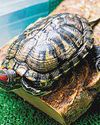 Think twice before getting that tiny terrapin Think twice before getting that tiny terrapin