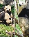 Singapore-born Le Le Gets Into Brawl With Another Panda in China Singapore-born Le Le Gets Into Brawl With Another Panda in China
