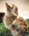 Bird Paradise Welcomes Its First Kagu Chick After Historic Hatching Bird Paradise Welcomes Its First Kagu Chick After Historic Hatching36
