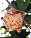 Wildlife enthusiasts thrilled at sighting of rare bat species at Lower Peirce Wildlife enthusiasts thrilled at sighting of rare bat species at Lower Peirce56