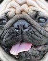 How Dogs and Cats Are Evolving to Look Alike and Why It's Humans' Fault How Dogs and Cats Are Evolving to Look Alike and Why It's Humans' Fault50
