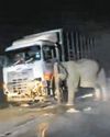 Malaysians Call for More Wildlife Protection Measures After Elephant Tragedy Malaysians Call for More Wildlife Protection Measures After Elephant Tragedy10