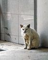 Stronger action needed against animal abusers Stronger action needed against animal abusers53