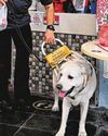 Inclusivity. Let guide-dog users move with dignity Inclusivity. Let guide-dog users move with dignity51
