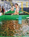 High-quality tilapia to be hatched for sustainable fish farms High-quality tilapia to be hatched for sustainable fish farms25