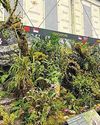 Gold medal for Singapore Botanic Gardens' orchid display at Chelsea Flower Show Gold medal for Singapore Botanic Gardens' orchid display at Chelsea Flower Show73