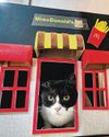 Stylish 'cat cottages' a labour of love for Chong Pang resident Stylish 'cat cottages' a labour of love for Chong Pang resident27