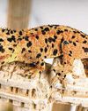 How 'Lizard King' Built Reptile Empire Selling Geckos How 'Lizard King' Built Reptile Empire Selling Geckos64