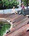 Animal welfare  Relook import, trade of terrapins59