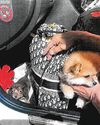 3 weeks' jail for married couple who smuggled dogs from Malaysia 3 weeks' jail for married couple who smuggled dogs from Malaysia