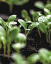 Going Green in a Multi-Polar World38