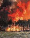 Burning forests are fuelling a dangerous new cycle for a hotter world37