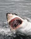 As Jaws Turns 50, Who Is the Blockbuster's Real Hero? As Jaws Turns 50, Who Is the Blockbuster's Real Hero?