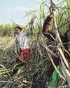 Sugar cane cutters in Indian state pushed to get hysterectomies to keep them working Sugar cane cutters in Indian state pushed to get hysterectomies to keep them working11