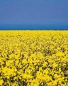 Which cooking oil should I use to reduce my carbon footprint? Which cooking oil should I use to reduce my carbon footprint?83