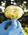 Sweet-smelling fungi used by Aussie woman to murder 3 relatives Sweet-smelling fungi used by Aussie woman to murder 3 relatives13