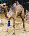 Camel in Pakistan learns to walk with a prosthetic leg Camel in Pakistan learns to walk with a prosthetic leg24