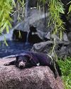 Night Safari Welcomes 4 New Tasmanian Devils From Australia Night Safari Welcomes 4 New Tasmanian Devils From Australia30