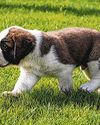 Look for ethical breeders when sourcing for puppies The Straits Times